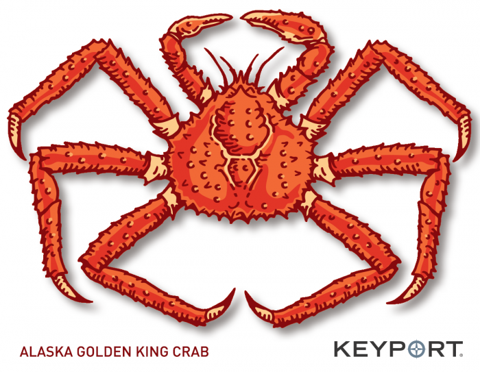 Alaska Golden King Crab Drawing